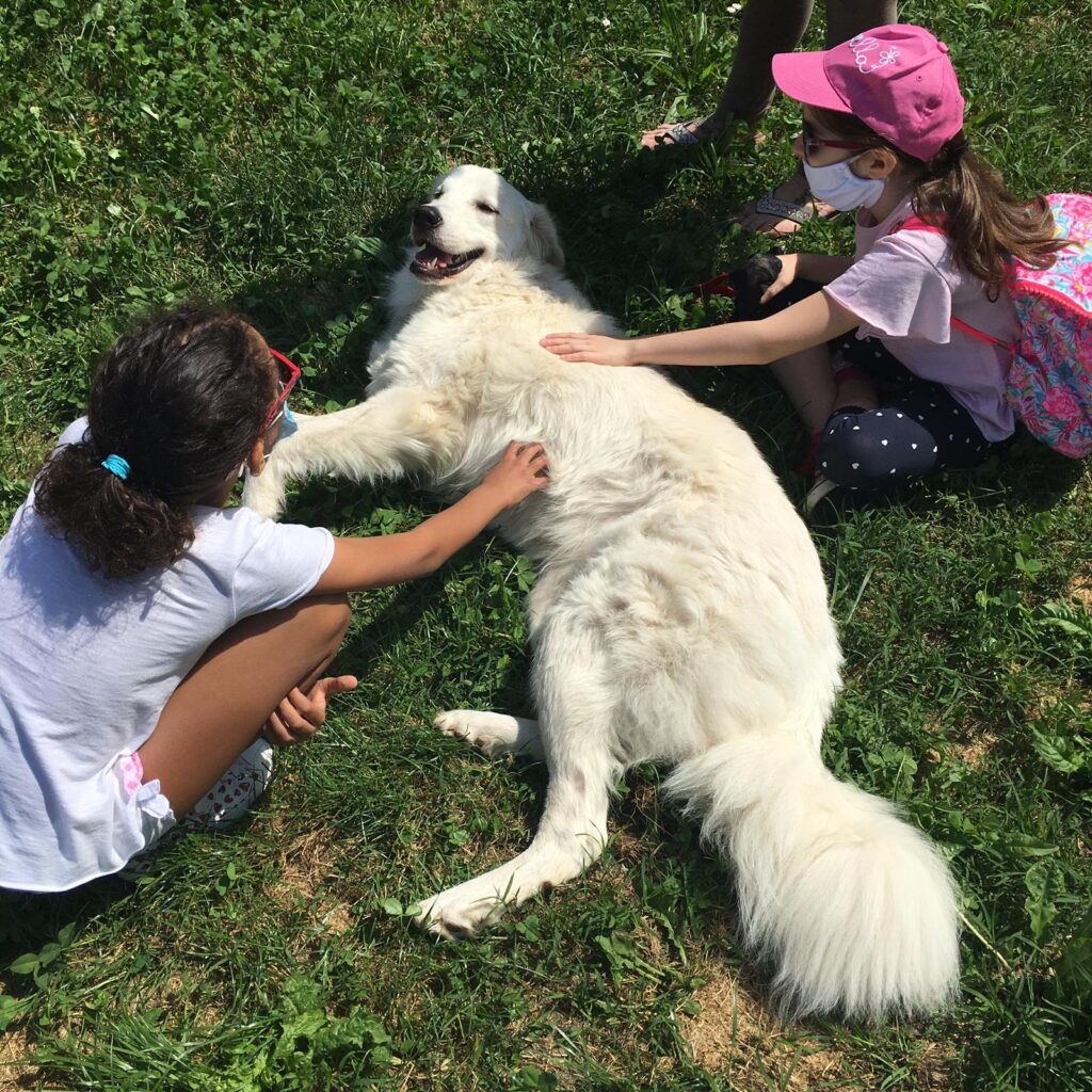 Pet therapy